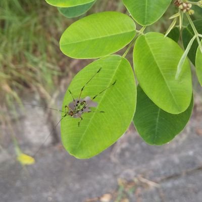 気ままにやっていきます。