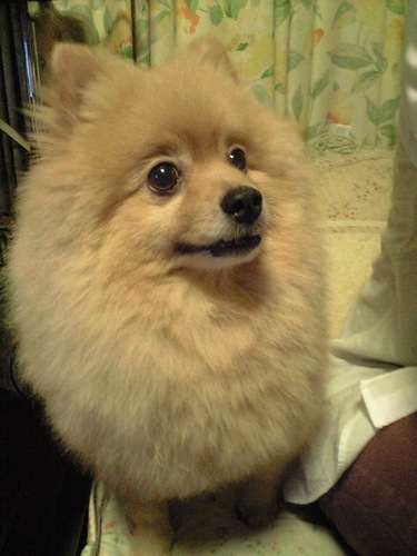 Pomeranianne