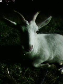 pooo1106's profile picture. 2022,11,11脳梗塞で倒れる。ゴルフ好きベスト86ハーフベスト39自由人めざして、日々仕事しつつ、造りたいものを造り、やりたいことをやり、行きたいところにいっております。人生一度きり悔いが無いよう生きたい.
最近はモルック沼にハマり中練習できるところを転々と放浪しています。2025幕張ビギナーズ大会🥉