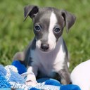 Jesse & Lacey G. - @Gallifam - Twitter