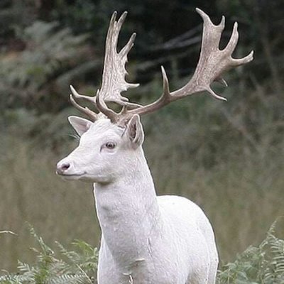 gracevenkat8888's profile picture. 