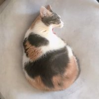 。 (@tamaandchadmaru) Twitter profile photo