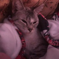 Angel (@angel_bunny3) 's Twitter Profile Photo