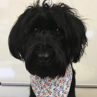 Hilda the St Hild’s School Therapy Dog(@StHildsHilda) 's Twitter Profile Photo