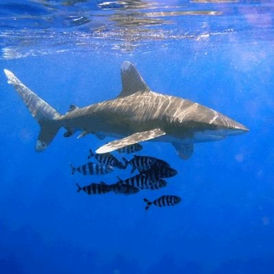whitechip_shark's profile picture. 千葉の漁師です。アニメもアイドル(メインは48グループ)も魚も好き。珍しい？魚の写真のせてます(たまに)。
来年こそはお魚投稿も頑張ります。
AKB：16期。＋ゆいりー。
NMB：多数。
STU：さーやん。＋心愛。
み、愛、ゆ、礼、理、心、雪、弥、さ、神、杏、和、希、心、さ、絶賛女神推し！多すぎ笑