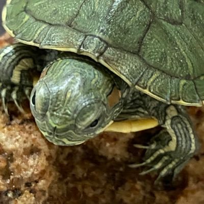 malluthug's profile picture. Techie ! Solutioning ! Implementation ! Made in India with love