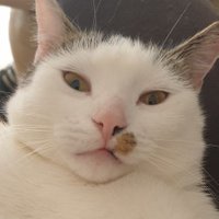 NFT Insider (@insider_nft) 's Twitter Profile