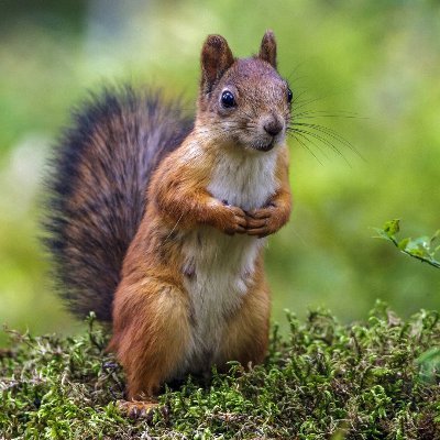 cocolade2's profile picture. 