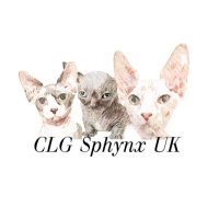 CLG Sphynx UK(@CLGSphynxUK) 's Twitter Profile Photo