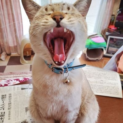 GoGo_Yeti's profile picture. 🐱猫と音楽と漫画と大谷翔平と親孝行が生き甲斐です／Bass弾いたり整体したりしてます。         https://t.co/WrvFzxWeWM