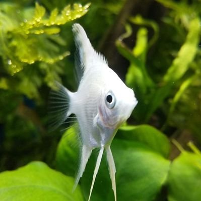 アクアリーフ ベタ水槽にサテライトを使って内掛けフィルター設置 ろ材代わりにポトス ヤマサキカズラ オリヅルラン アクアリーフ ベタ水槽にサテライトを使って内掛けフィルター設置 ろ材代わりにポトス ヤマサキカズラ オリヅルラン