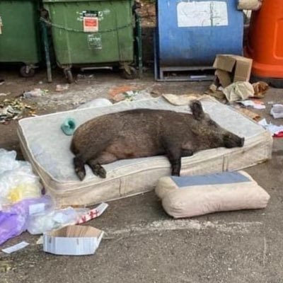 di Destra. No sinistri, bandierine, grillini e sardine.