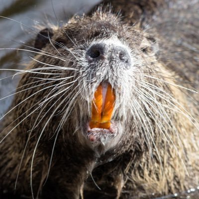 io nutro, tu nutri, egli nutria