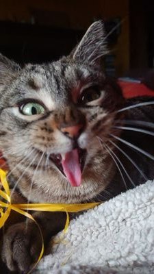 @lepistolero08.bsky.social
J'adore les animaux, la nature, les livres et apprendre de nouvelles choses.