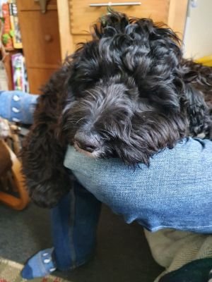 Cockapoo puppy. Big brother to Molly. Supporting Peace, Equality, Social Justice, and free kibble for all. #BLM.🏴🇪🇺.
