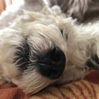 JoJo Ji (@jojoji6) 's Twitter Profile