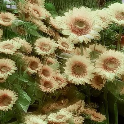 renaireeeid's profile picture. three cats