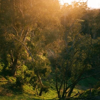 bluewarmstar's profile picture. 