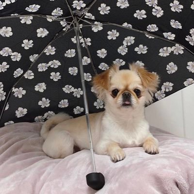 VVxn's profile picture. 美容と動物とライブが好き☺︎