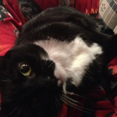 CornFedIrish's profile picture. Not Important