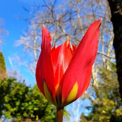 Jardinero enamorado del arte 🌳 Investigador botánico en obras de arte🎨

A gardener in love with art 🌳
Botanical research in art history 🎨 - IG eduardobarba_