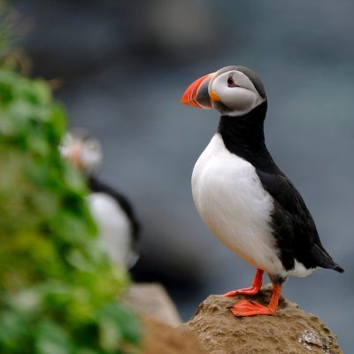 murkyshore's profile picture. A raggle-taggle miniature gamer who enjoys playing a variety of genres.