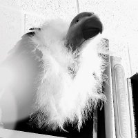 What The FUP? Podcast (@fuppod) 's Twitter Profile
