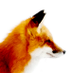 ManorFox (@manorfox) Twitter profile photo ManorFox (@manorfox) Twitter profile photo