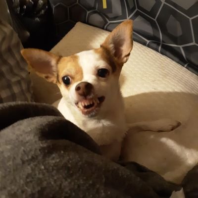 MyHeroAcademian's profile picture. 