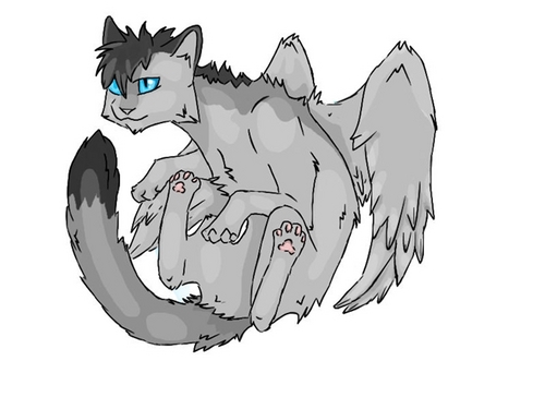 cinderheart09's profile picture. 