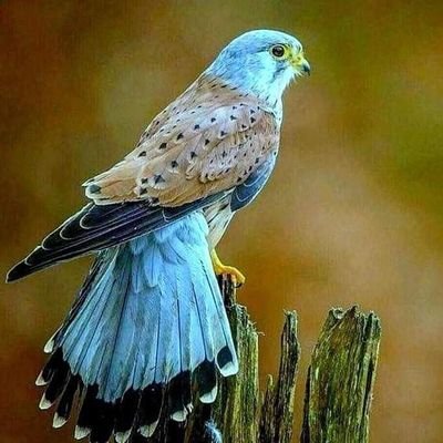 Mohamme41909081's profile picture. 