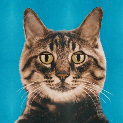 きのこいためさんのプロフィール画像