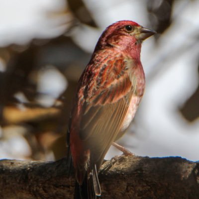 Father, Teacher, Bird Nerd, History and Science Buff, Unapologetically Texan.