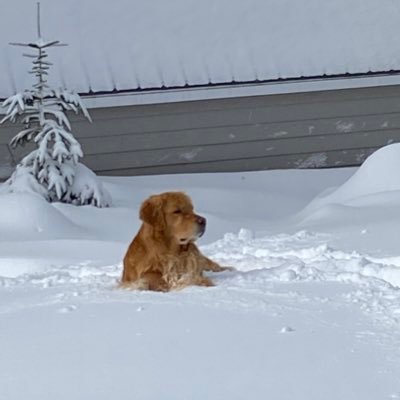 Love of Golden Retrievers