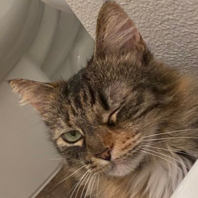 Nekonekoball1's profile picture. カリフォルニアに住む働きアリ(日本種) ヘッダーは神絵師のびさんから頂いた可愛い絵。likeは読んだよって意味だから、タヒにたい…とかにもlikeするよ🤪