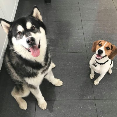 toby_the_beagle -tiktok and youtube
toby_the_beagle28 - insta
thanks for 71.3k on tiktok!