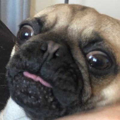 peterschmid's profile picture. the undisputed king of warm takes