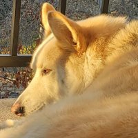 Magneto Wolf Dog ɪ 👑(@MagnetoWolfDog) 's Twitter Profile Photo