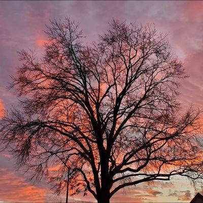 fermutis's profile picture. 