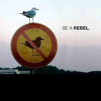 FinansowyMis's profile picture. 