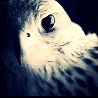 DZ1lniatETghXTB's profile picture. 