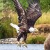 Soaring Eagle 🦅 (@zwinchester5) Twitter profile photo Soaring Eagle 🦅 (@zwinchester5) Twitter profile photo