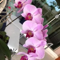 rosana salgado (@rosanasalgado) 's Twitter Profile