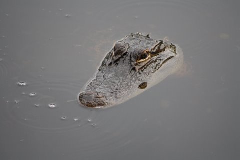 You know...  Gator stuff.