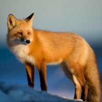 Mother Nature (@mother_n4ture) 's Twitter Profile