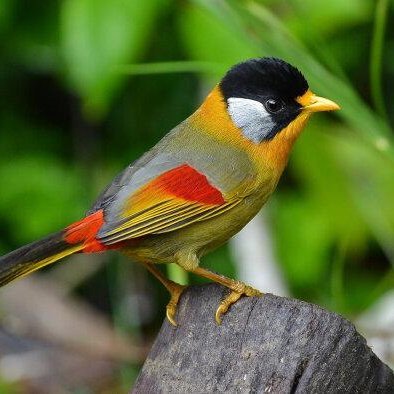 lanny10664794's profile picture. 高级测试开发工程师，分享测试经验，AI测试