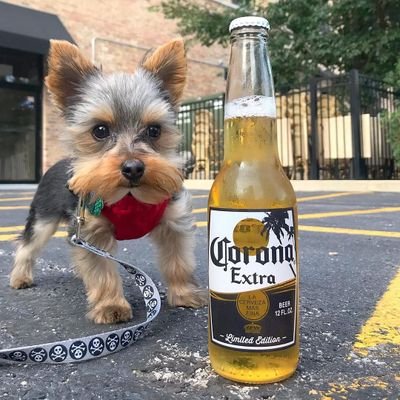 linuxedo's profile picture. Freedom fighter never die