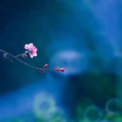 eV7Wr5FmCZXslOr's profile picture. 在最美的时候遇见你