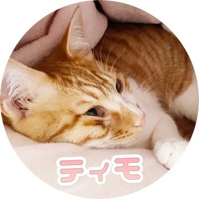 kankaitimo's profile picture. 神奈川県出身の保護猫のティモ🐱3/9にFIPドライタイプ.5/31にMUTIAN投与完了,9/11fip寛解宣言☺️✨クラウドファンディング で沢山のご支援、応援頂き本当にありがとうございました😌 私はクラファンで沢山助けて頂いたので、今度は助ける側になりたいと思います。みんなで助け合える世の中にしたい🐱