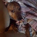 Lisa Saul - @D0gGrrl - Twitter